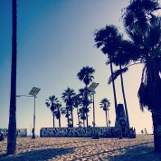 More iconic palms in Venice Beach